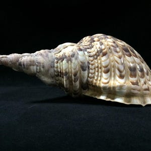 May include: A large, intricately patterned seashell with a spiral shape and a pointed end. The shell features a mix of beige, brown, and cream colors, with a textured surface. The shell is a natural decorative item.