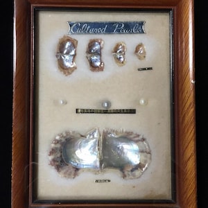 May include: A rectangular wooden frame containing a display of cultured pearls. The display features several open oyster shells with iridescent interiors, three loose pearls, and metal plaques with the text Cultured Pearls and Japanese text.