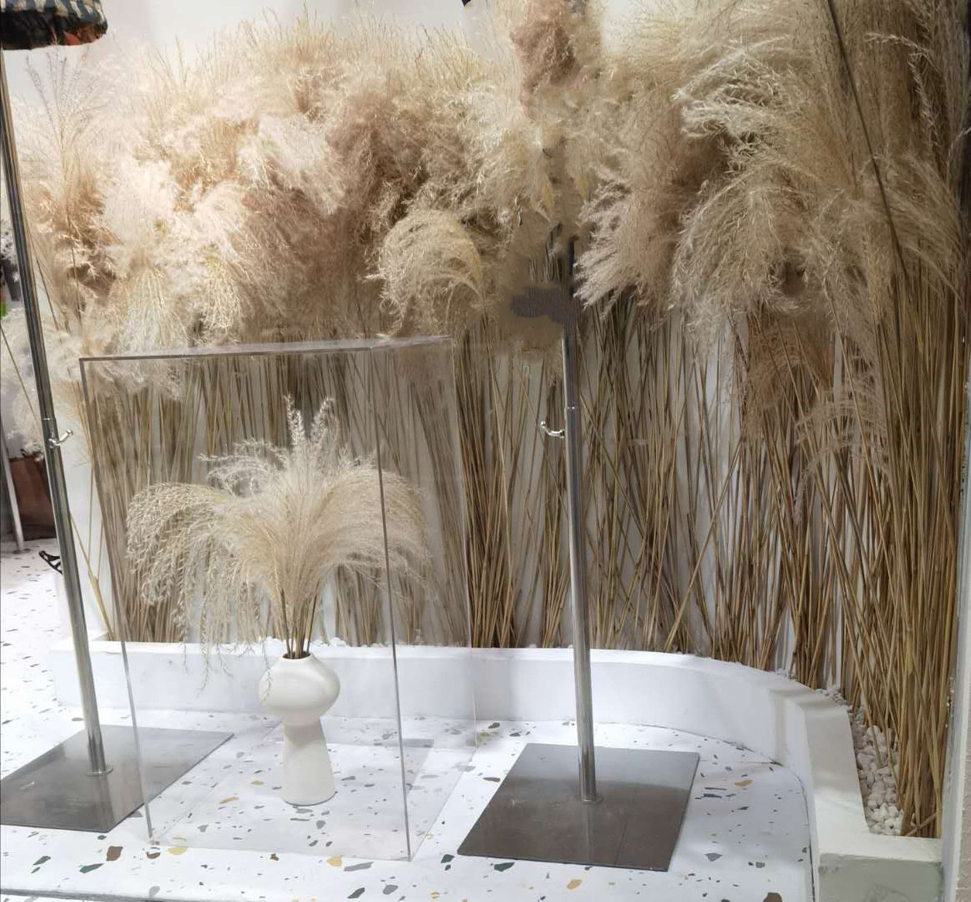 50 stems pampas grass decorative real pampas grass dry Etsy