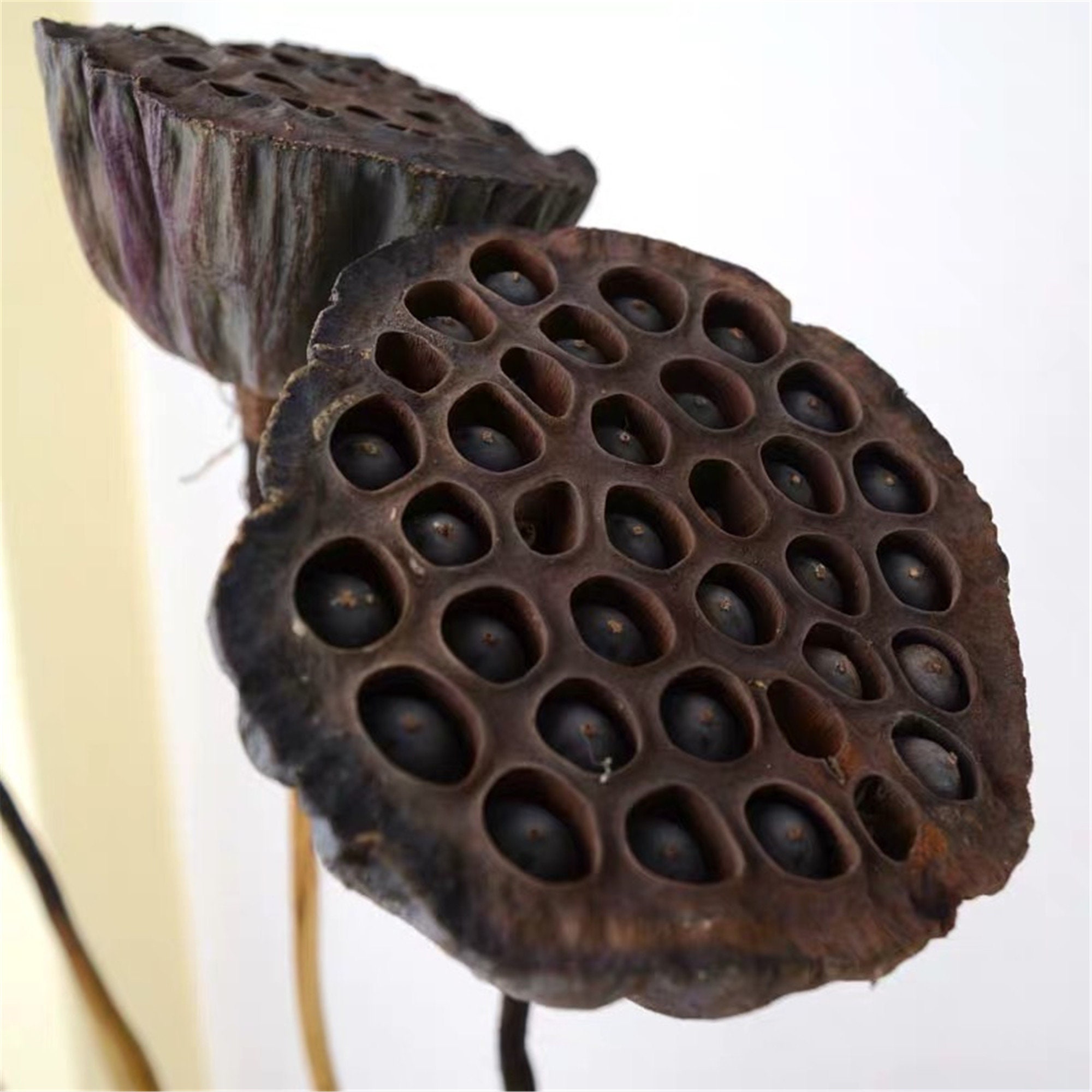 2 Pieces Natural Real Flower Lotus Dried Flowers / Art Bouquet Etsy