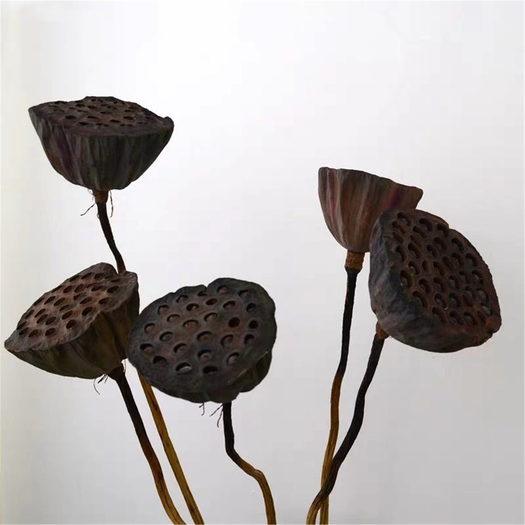 2 Pieces Natural Real Flower Lotus Dried Flowers / Art Bouquet Etsy