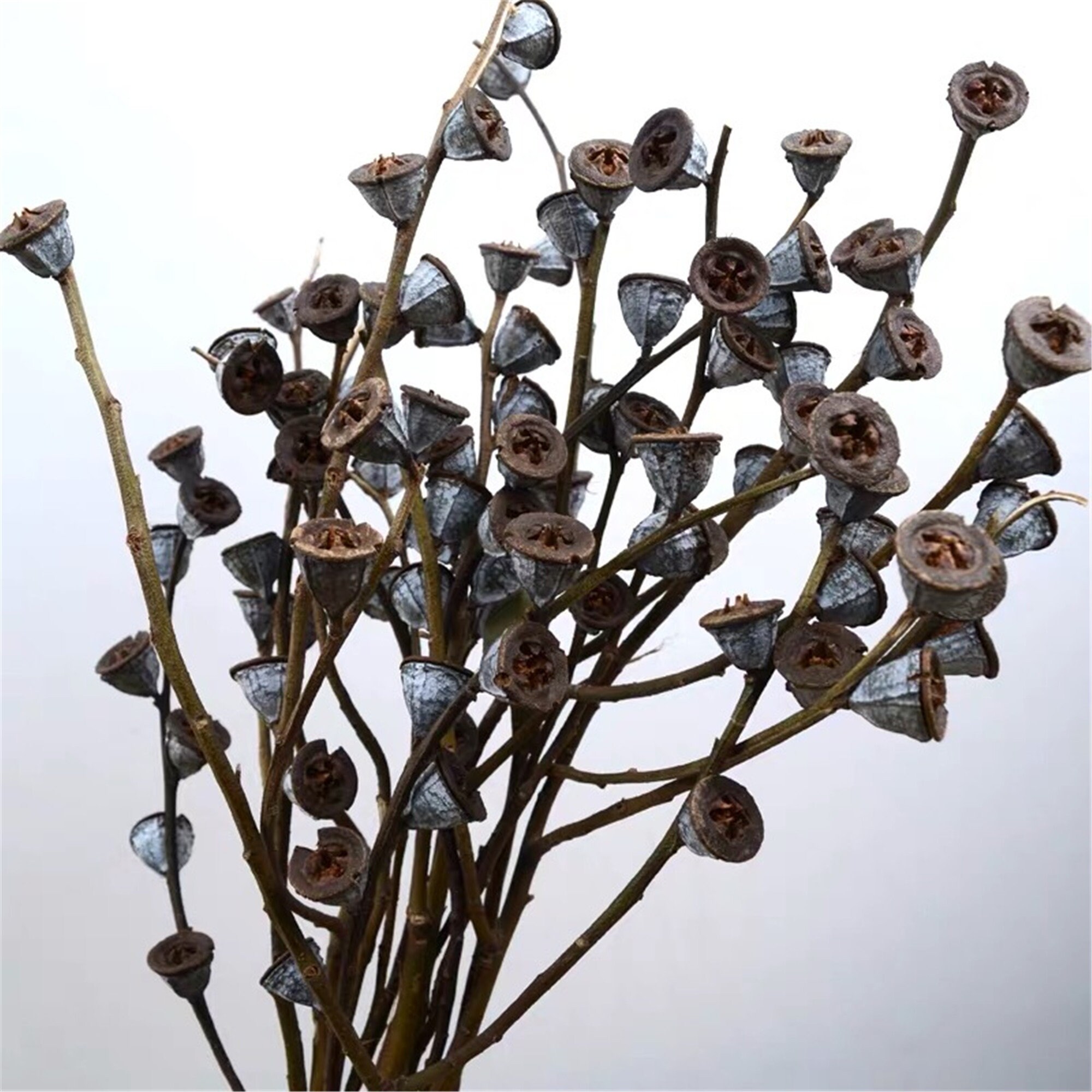 5 Stems Eucalyptus Fruit / Natural Real Flower Dried Flower Etsy