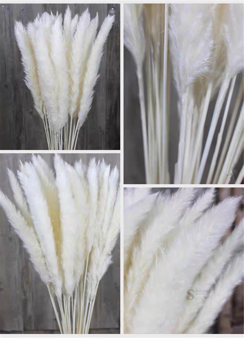 15 Stems Small White DRIED PAMPAS GRASS 28 Short Pampas Etsy
