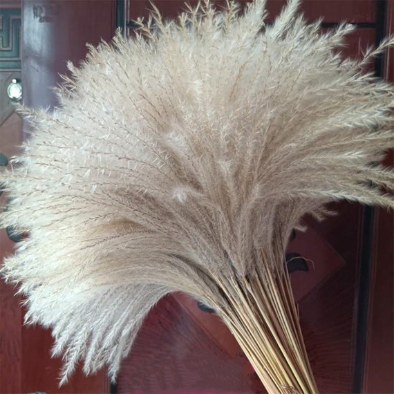 50 Stems Pampas Grass Decorative Real Pampas Grass Dry Etsy
