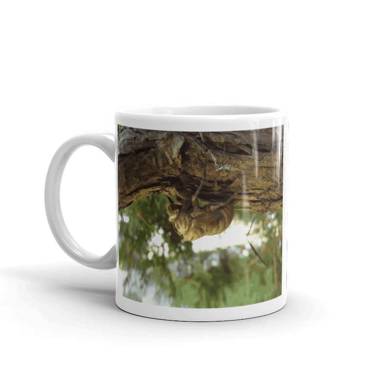 Cicada shell. It was in a hurry. Mug image 1