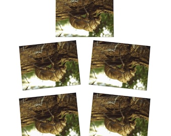 Cicada shell. It was in a hurry. Greeting Cards (5-Pack)
