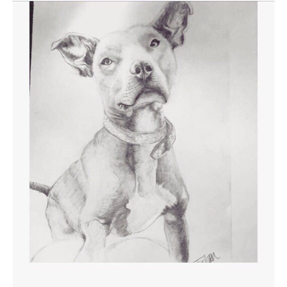 Download Pet Portrait Personalised Hand Drawn Animal Drawing Of Etsy
