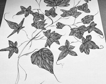 Ivy Leaves Pencil Drawing · Creative Fabrica
