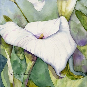 White Calla Lily Painting / Spring Flower/ Gift for Mom/White Calla Lily/ Giclee Print/Original Watercolor Painting by Debi Garcia-Benson image 1