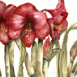 Red Flower Watercolor/ Amaryllis Print/Christmas Flower/ Botanical Floral Print/ Giclee Print / Original Painting by  Debi Garcia-Benson
