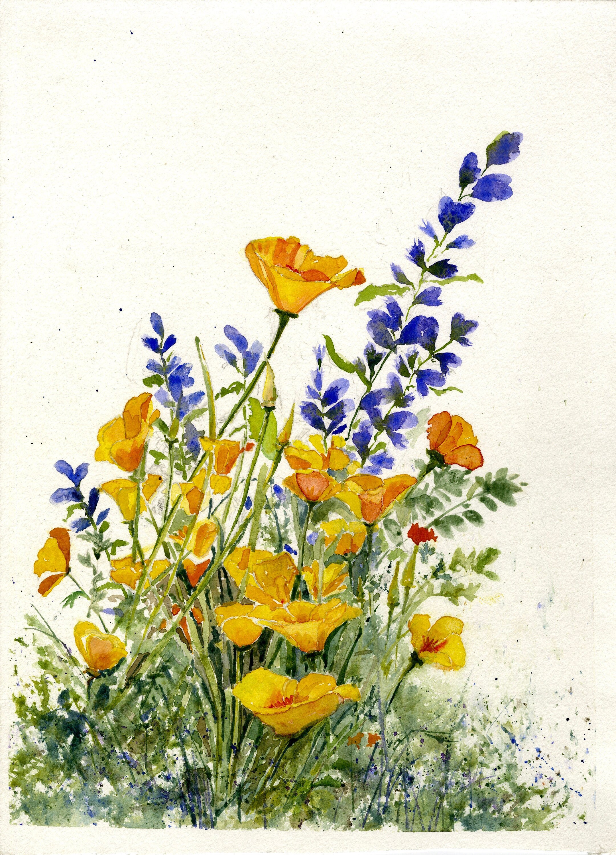 California Poppy and Lupine Botanical Print Spring Flower Etsy