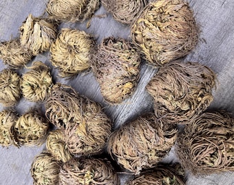 Rose of Jericho Resurrection Plant, Symbol of Renewal & Abundance (Small, Medium, Large)