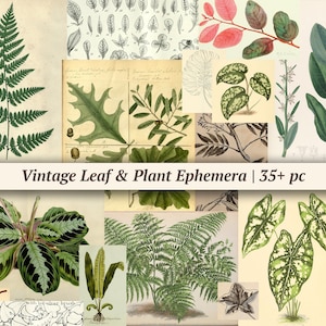 Vintage blad- en plantverschijnselen, afdrukbaar botanisch junkdagboekpapier, natuur plakboekkit, bosbos collageblad, digitale download