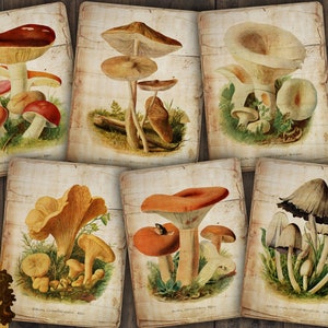 Digitale logboekkaarten paddenstoel | vintage botanisch ephemera | afdrukbare plakboektags | junk-dagboekpapier | grunge-ambachten | natuur-ATC