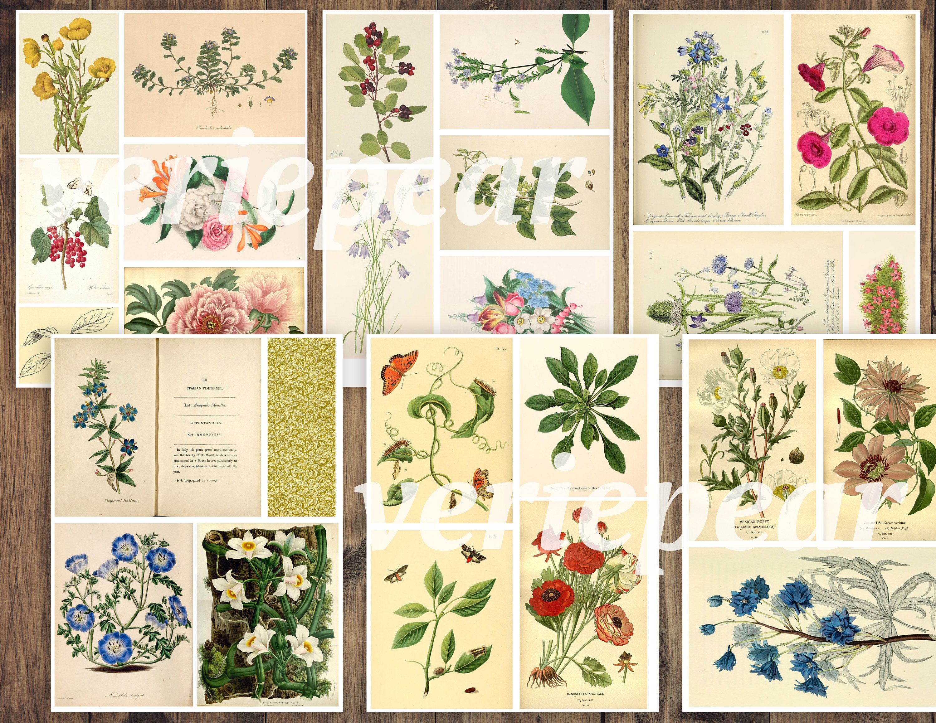 Vintage Botanical Junk Journal Ephemera Pack | 50 Pages, Printable ...