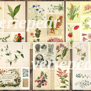 Vintage Botanical Junk Journal Ephemera Pack | 50 Pages, Printable ...
