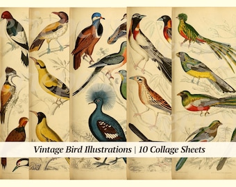 Vintage Bird Illustrations Digikit | 10x | printable ephemera | junk journal pack | old paper bundle | botanical kit | digital animal print