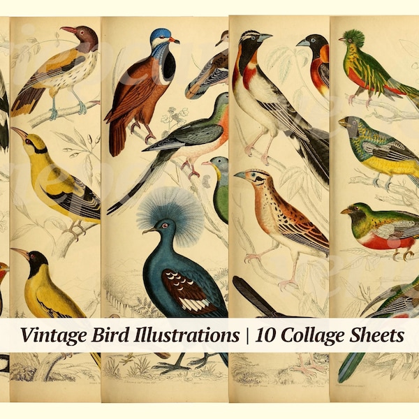 Vintage Bird Illustrations Digikit | 10x | printable ephemera | junk journal pack | old paper bundle | botanical kit | digital animal print