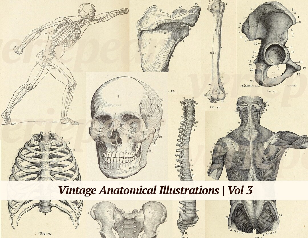 Vintage Anatomical Illustrations Digikit | Vol 3 | Printable Anatomy ...