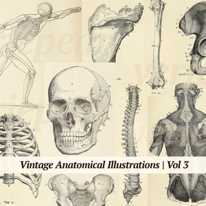 Vintage Anatomische Illustrationen Digikit | Band 3 | druckbare Anatomie-Buchseiten | digitale Medizin Ephemera | Altes medizinisches Junk Journal Paket
