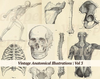 Illustrations anatomiques vintage Digikit | Vol 3 | pages d'un livre d'anatomie à imprimer | éphémères de médecine numérique | Ancien paquet de journaux médicaux indésirables