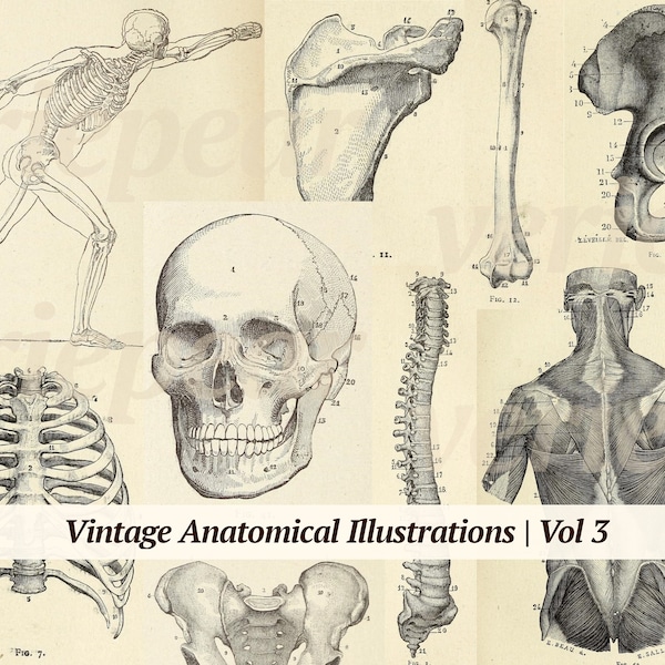 Vintage Anatomical Illustrations Digikit | Vol 3 | printable anatomy book pages | digital medicine ephemera | old medical junk journal pack