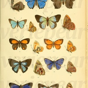 May include: A vintage illustration of various butterfly species. The butterflies are depicted with detailed wings in shades of blue, brown, orange, and red. The image is from a botanical or scientific reference, showcasing the diversity of butterfly patterns.