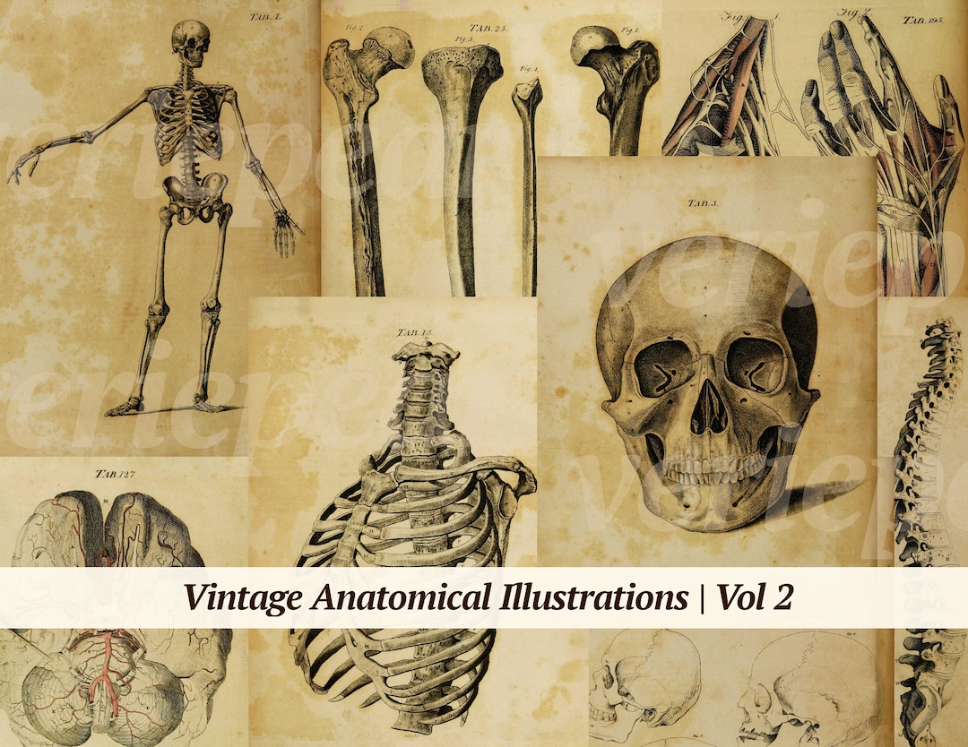 Vintage Anatomical Illustrations Digikit | Vol 2 | Printable Anatomy ...