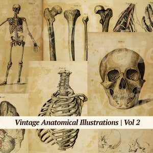 Vintage Anatomical Illustrations Digikit | Vol 2 | printable anatomy book pages | digital medicine ephemera | old medical junk journal cards