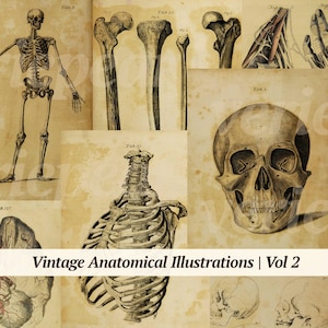 Ilustraciones anatómicas antiguas, vol. 2, páginas de libros de anatomía para imprimir, material médico digital, tarjetas de revistas médicas antiguas
