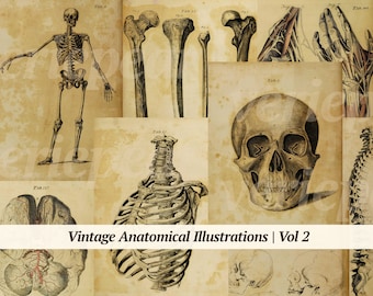 Vintage Anatomical Illustrations Digikit | Vol 2 | printable anatomy book pages | digital medicine ephemera | old medical junk journal cards