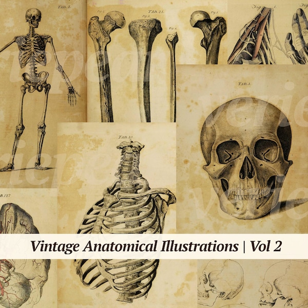 Vintage Anatomical Illustrations Digikit | Vol 2 | printable anatomy book pages | digital medicine ephemera | old medical junk journal cards