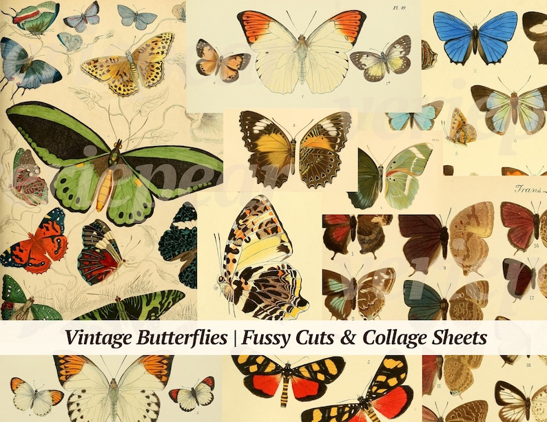 May include: A collage sheet featuring vintage butterfly illustrations in various colors and patterns. The butterflies are depicted with detailed wings and bodies, set against a cream-colored background. Text at the bottom reads "Vintage Butterflies | Fussy Cuts & Collage Sheets."