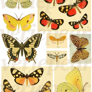 May include: A collection of vintage butterfly illustrations. The butterflies feature a variety of colors, including yellow, orange, black, and red. The illustrations are detailed and showcase the intricate patterns of the butterfly wings.