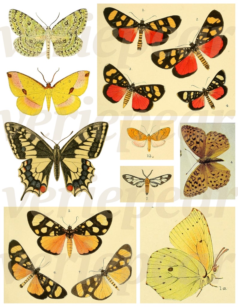 May include: A collection of vintage butterfly illustrations. The butterflies feature a variety of colors, including yellow, orange, black, and red. The illustrations are detailed and showcase the intricate patterns of the butterfly wings.