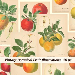 Vintage botanische fruitillustraties Digikit | 20x | afdrukbare boekpagina's | appels, peer, citroen | downloadbare papieren ephemera | DIY-dagboek