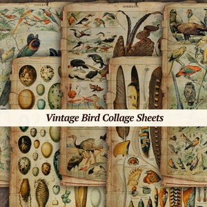 Páginas de diario de aves antiguas / hoja de collage digital de aves, material efímero grunge imprimible, kit de diario de basura de plumas, álbum de recortes de Adolphe Millot