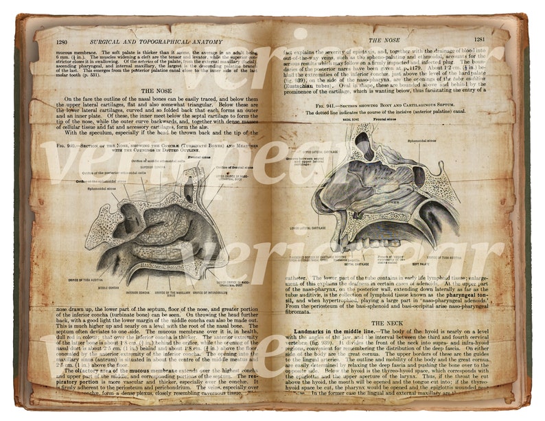 Human Anatomy Printable Book Pages Head Brain Neck - Etsy