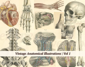 Illustrations anatomiques vintage Digikit | Vol 1 | pages d'un livre d'anatomie humaine à imprimer | éphémères de médecine numérique | Ancien journal médical indésirable
