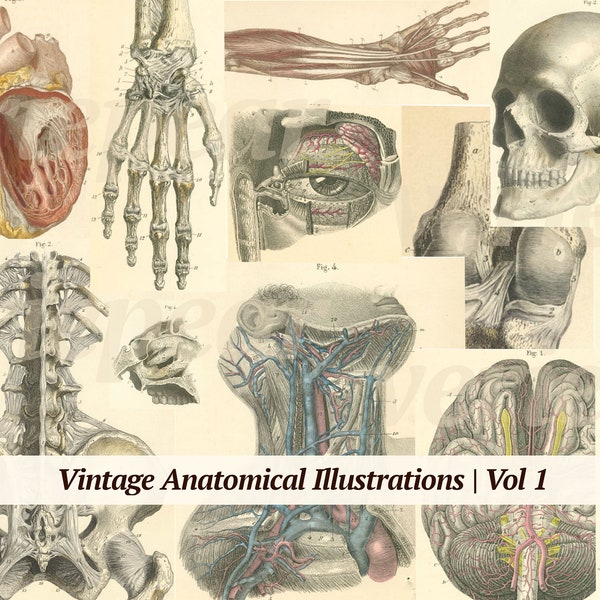 Vintage Anatomical Illustrations Digikit | Vol 1 | printable human anatomy book pages | digital medicine ephemera | old medical junk journal