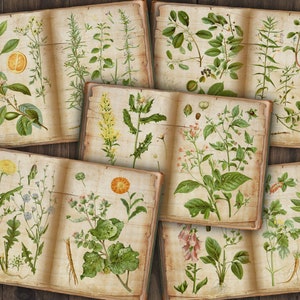 Boek met kruiden Digitale vintage ongewenste dagboekpagina's | afdrukbare botanische ephemera | plakboek met bloemen | dagboekkaarten | planten, bloemen