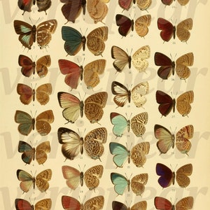 May include: A vintage botanical illustration featuring a collection of butterflies, each with unique wing patterns and colors. The butterflies are arranged in rows and columns, with a variety of shades including red, brown, and blue. The text at the bottom reads "SPECIES OF ARHOPALA AND ALLIED GENERA."