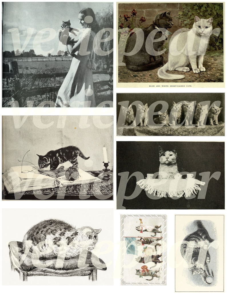 Puede incluir: Una colecci&oacute;n de postales antiguas con im&aacute;genes en blanco y negro de gatos. Las postales muestran gatos de diferentes razas y edades, incluyendo gatitos, en varias poses. Algunas de las postales tienen texto, como "Gatos de pelo corto azul y blanco."
