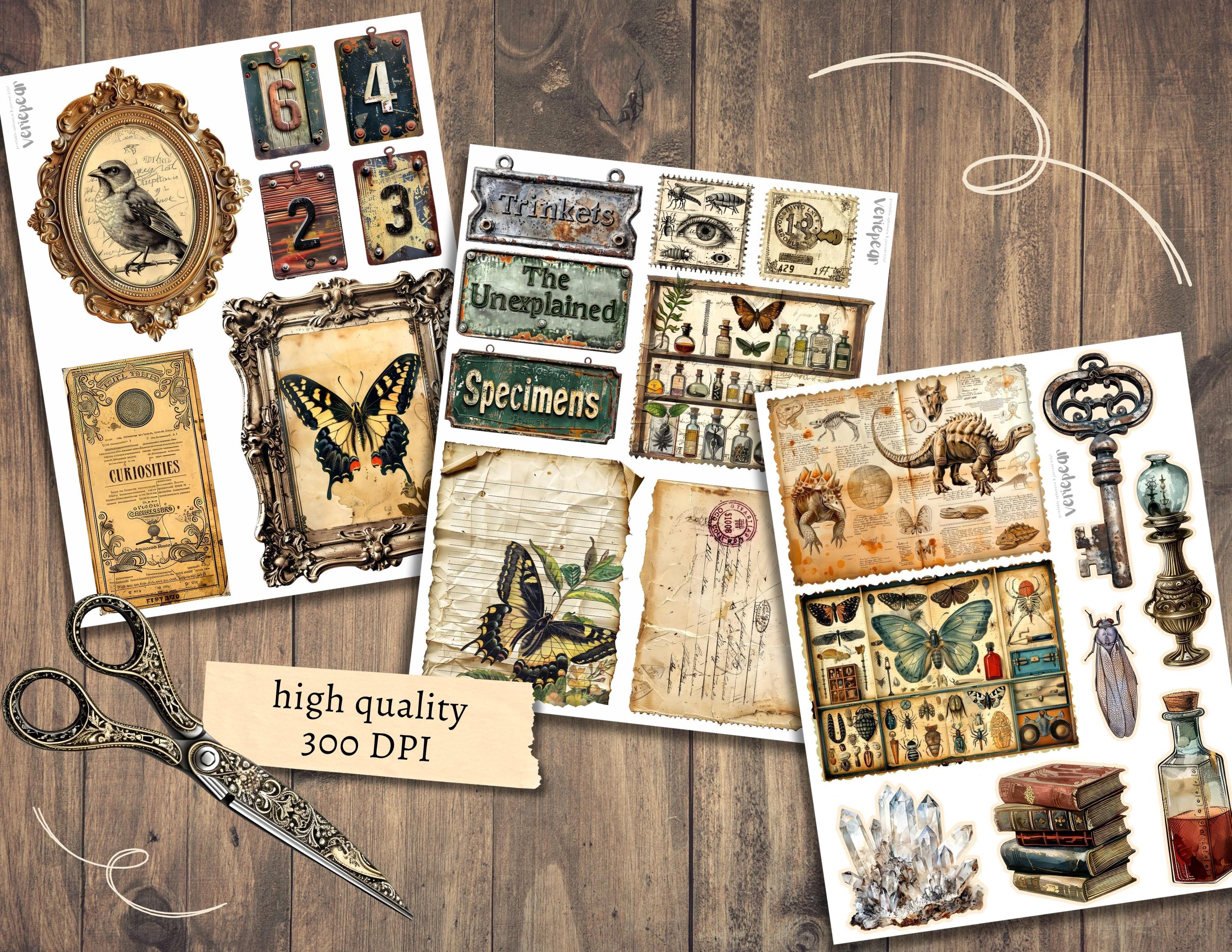 Cabinet of Curiosities Add on Junk Journal Kit, Digital Scrapbook Paper, Specimen Printable, Natural History Pages, Vintage Ephemera Cards - Etsy Cabinet of Curiosities Add on Junk Journal Kit, Digital Scrapbook Paper, Specimen Printable, Natural History Pages, Vintage Ephemera Cards - Etsy