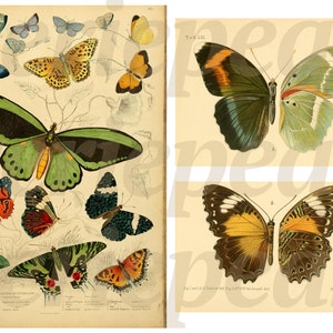 May include: Vintage botanical illustration featuring various butterfly species. The artwork showcases butterflies with diverse wing patterns and colors, including green, orange, yellow, and blue, set against a cream-colored background. The image includes scientific labels.