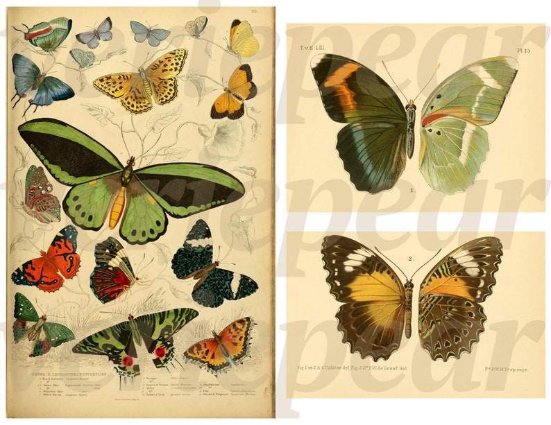 May include: Vintage botanical illustration featuring various butterfly species. The artwork showcases butterflies with diverse wing patterns and colors, including green, orange, yellow, and blue, set against a cream-colored background. The image includes scientific labels.