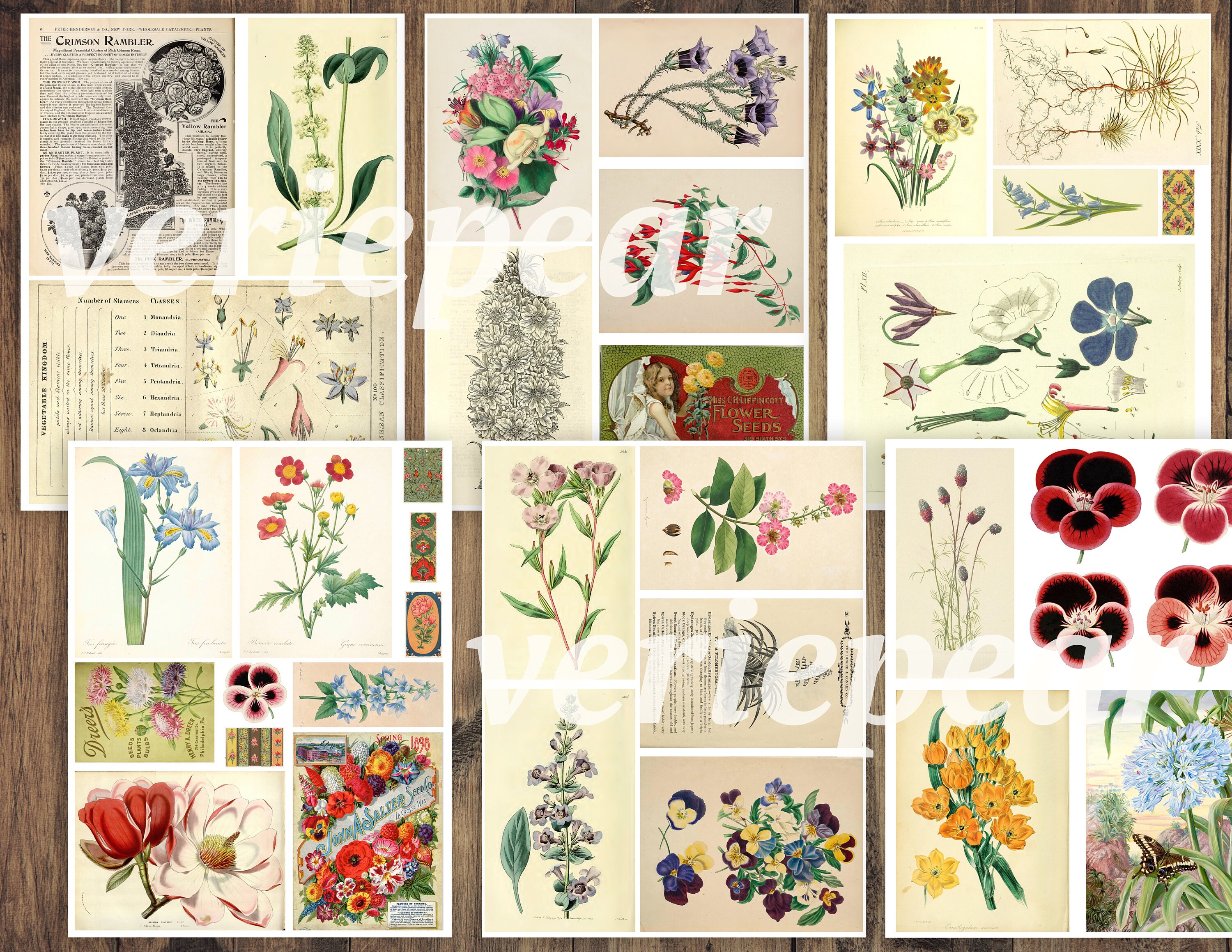 Vintage Botanical Junk Journal Ephemera Pack | 50 Pages, Printable ...