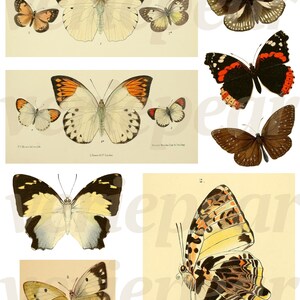 May include: A collection of vintage butterfly illustrations. The butterflies feature a variety of colors, including orange, yellow, black, and white. The illustrations are detailed and appear to be from a scientific or educational source.