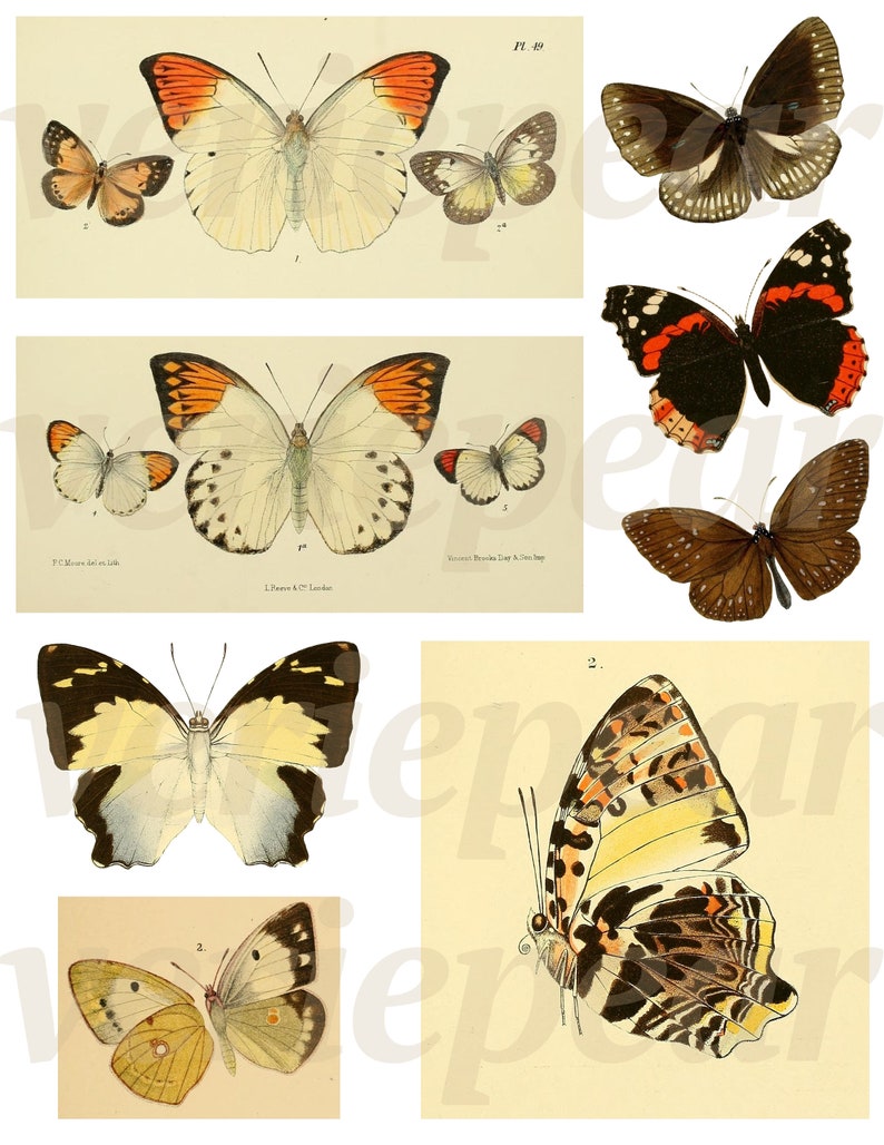 May include: A collection of vintage butterfly illustrations. The butterflies feature a variety of colors, including orange, yellow, black, and white. The illustrations are detailed and appear to be from a scientific or educational source.