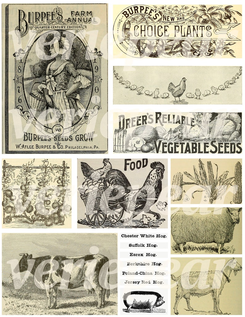 Vintage bondgårds-ephemera | 40+ st | digitalt collageark, utskrivbart skräpjournalkit för lantlig användning, scrapbookingpapper för bondgårdsliv, bilder på bondgårdsdjur bild 5